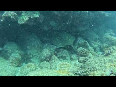 Turtle sleeping in Koloa Landing - Kauai - August 2026