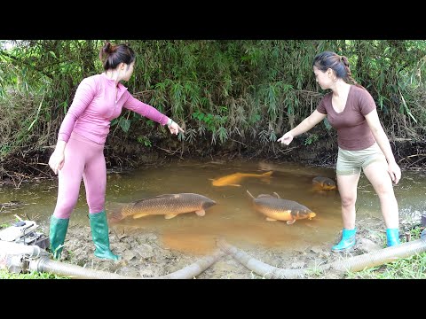 Full Videos: Hunting Wild Fish, Traditional Fishing in