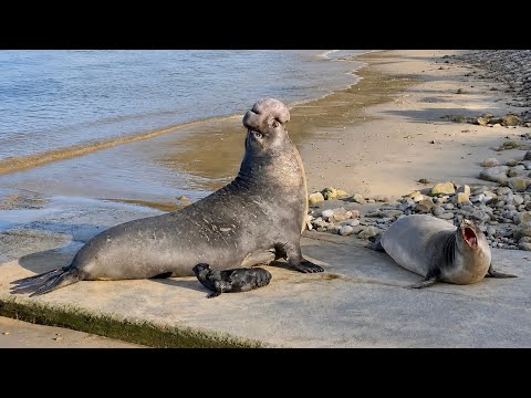 Elephant Seal Mother Protects Her Pup During a Tense