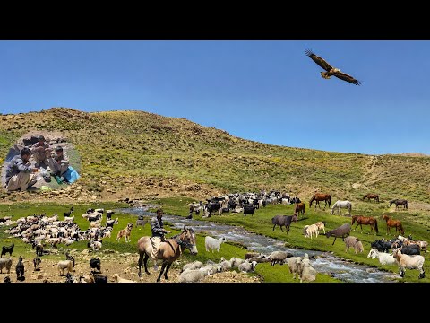 Into the Wild Zagros Nomad Shepherds, Hidden Springs &