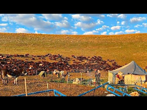 MÜSLÜM KOYUNLARI SATTI - ÇOBANLARIN ARASINDA GERİLİM