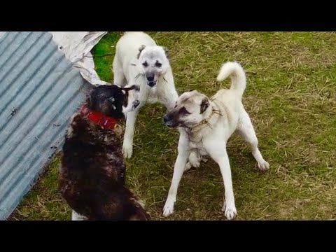 BEŞOYA SALDIRI, HIRÇOYA SALDIRDILAR BEŞO İLE BOZO YETİŞTİ