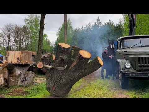 What do these mysterious logs hide?
