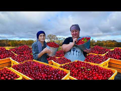 Harvesting Fresh Cornelian Cherries and Making Jam and