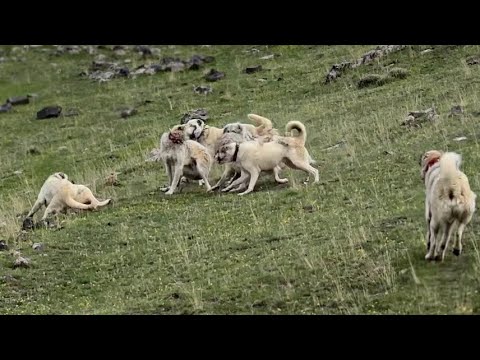 7 KÖPEK BİRLİKTE POZGÊWR’E SALDIRDI