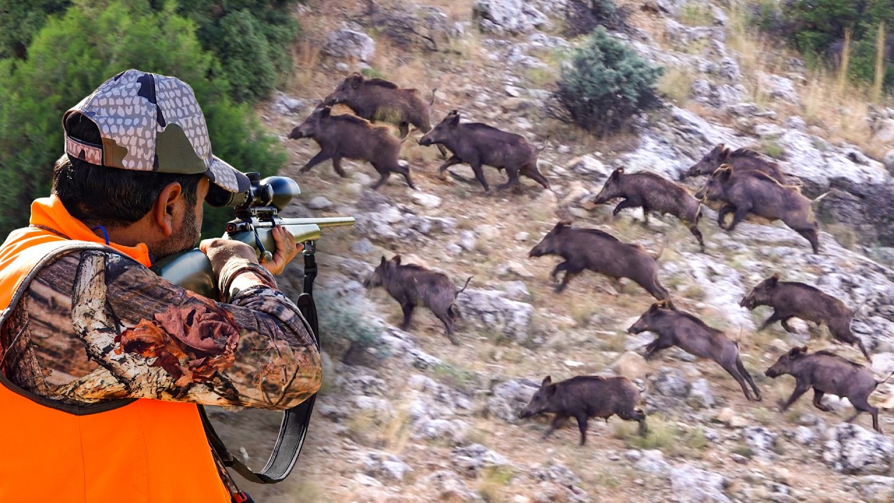 GIANT WILD BOAR INVASION: Massive Herds, Perfect Shots &