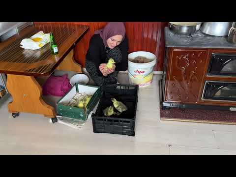 GELENEKSEK EKMEK YAPIMI BİR AİLENİN YAŞAMI 4K BELGESEL