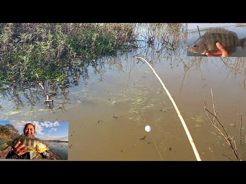 Pescaria caipira de tilapia tucunare e apairari na Ilha das