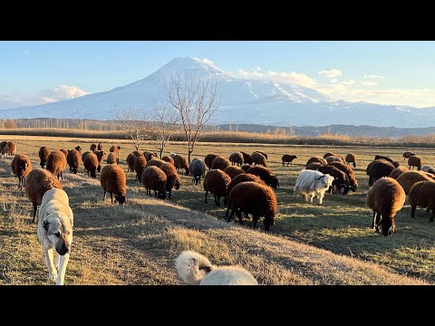 SARSILMAZ FINDIK İLE SÜRTÜŞTÜ--BİR AĞRI DAĞI EFSANESİ