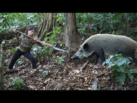New traces of wild boar discovered, wild boar trapping
