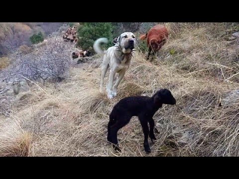 DAĞDA DOĞUMLAR DEVAM EDİYOR ( bir köpeğimizin ayağı