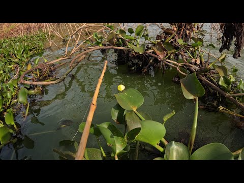 A forma que ele pegou esses peixes é inacreditável Pescaria