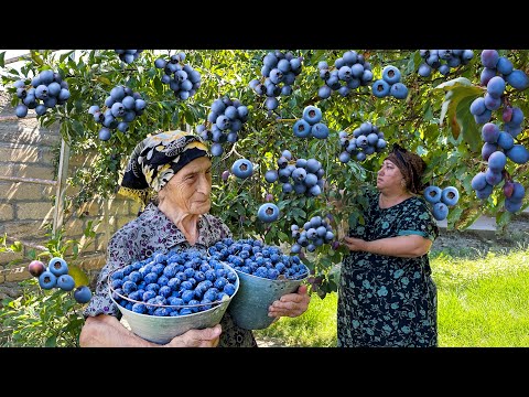 Harvesting Fresh Blackthorn Fruit! Grandma Making Juice and