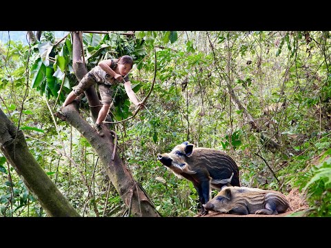 Detect, track, wild boar herds, dig ambush traps, and