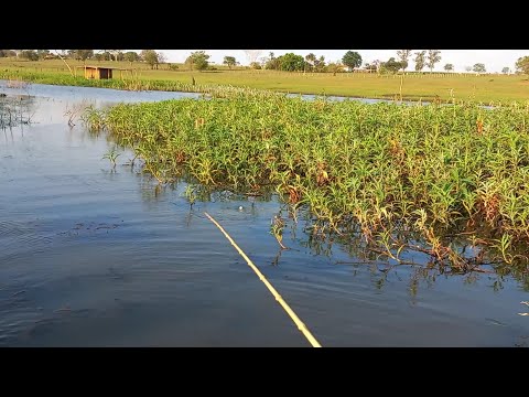 Pescaria caipira na Ilha das tilapias piauçu tucunare e