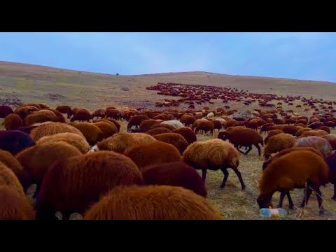YOL ÜZERİNDE ÖLÜ KURT - DAĞLAR BİZİ KOVUYOR