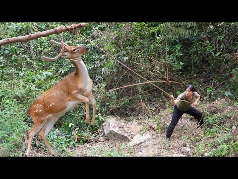 Discovering Wild Deer Tracks, Quickly Building a Trap and