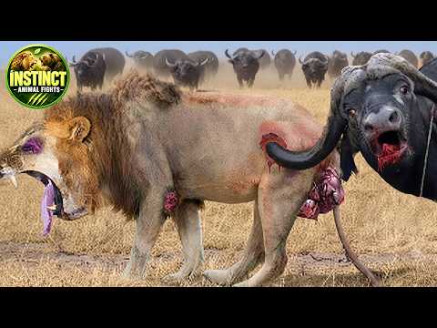 Most Amazing LION Hunting Fails Caught on Camera Wild