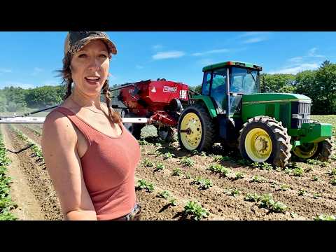 Feeding Our Potato Crop Dry Fertilizer As Arrived