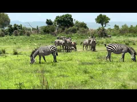 Welcome Tanzania hakuna MATATA #tanzaniaholidays #wildlife