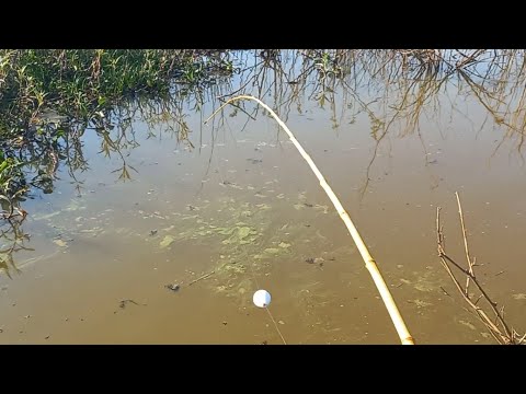 Pescaria de tilapias selvagens e Tucunare Pescamos e