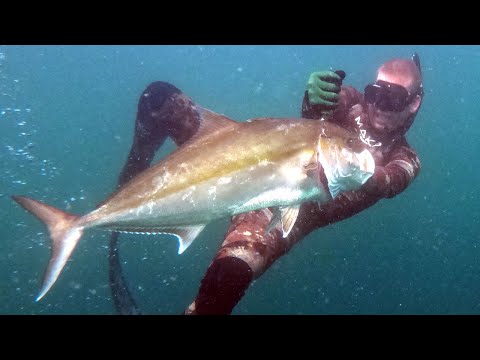 FISH Tried to MURDER ME Spear Fishing Gone Wrong - Cobia