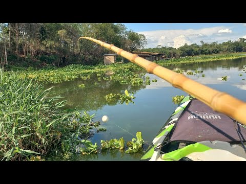 Dourado gigante na Pescaria caipira traíra e Oscar no