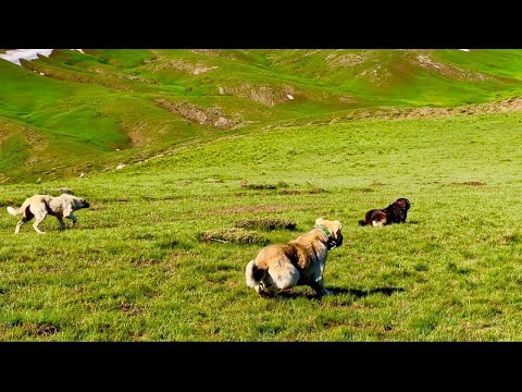 SALDIRI TAKTİĞİ KÖPEKLER KARŞI KARŞIYA GELDİ(25 gün)