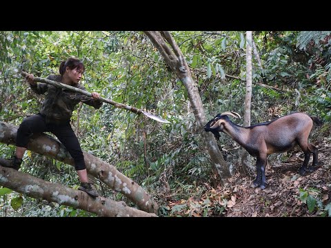 wild goat hunting skills, how to set wild goat traps,