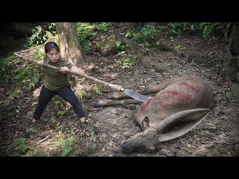 Skills in setting traps for wild goats in the wilderness,