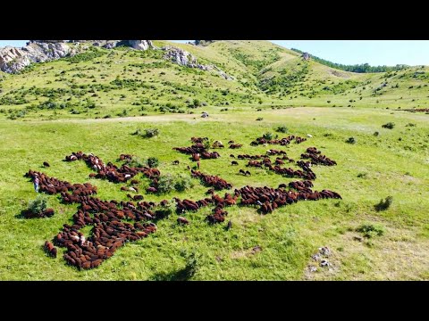 MOR KARAMAN KUZU SÜRÜSÜ YEŞİL OTLARIN İÇİNDE