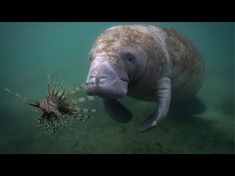 Manatee Eats Venomous Lion Fish