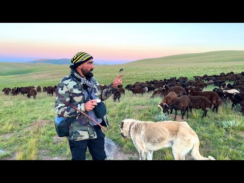 KUZULARIN KIRPIMI BİTTİ - SARSILMAZDAN HABER YOK