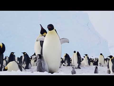 Eve of the Emperor Penguin