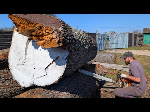 Opening a 100-Year-Old WHITE OAK Log