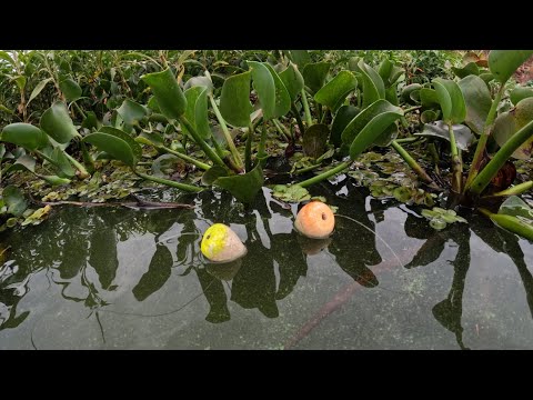 Pescaria de traíra gigante ao som da bóia é infalível