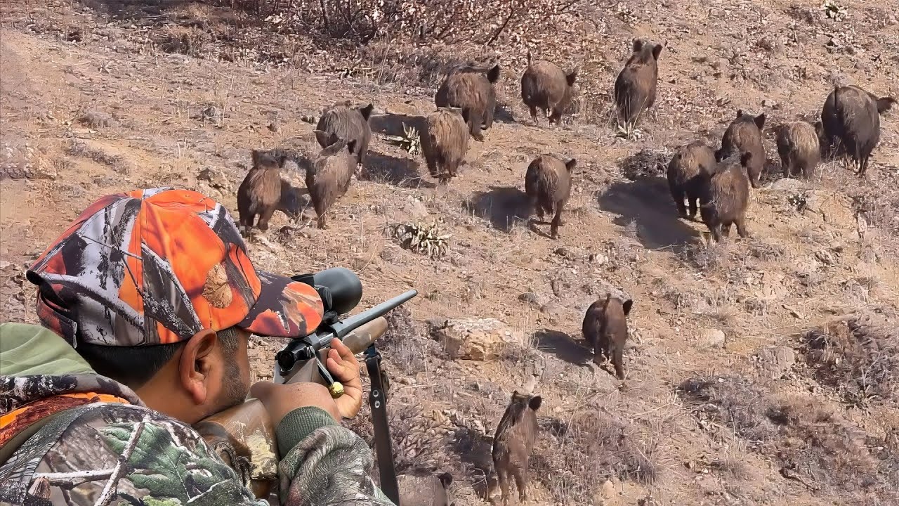 GREAT SHOTS TO WILD BOAR HERD, EXTREME HUNTING ADVENTURE