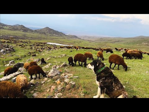 BEŞO HER ZAMAN TETİKTE--SÜRÜ KALABALIK OLUYOR YAĞMURDA