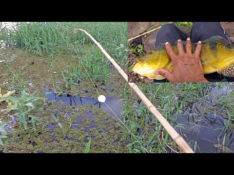 Pescaria de Oscar e tucunare com camarão vivo Pesca caipira