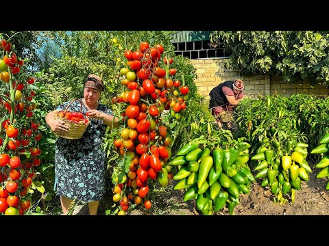 Fresh Tomato and Pepper Harvest | Grandmother Prepared