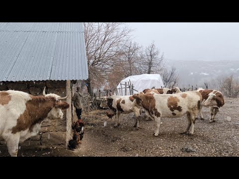 Karın ilk yağış anı / Huzurlu kar yağışı The first moment