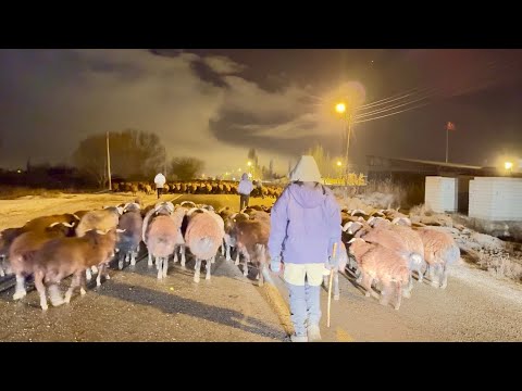 KIŞ SEZONU BAŞLADI-CANLI DOĞUM
