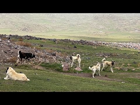 POZGEVIR'IN DAĞDA BAŞKA SÜRÜ KÖPEKLERİ İLE İMTİHANI