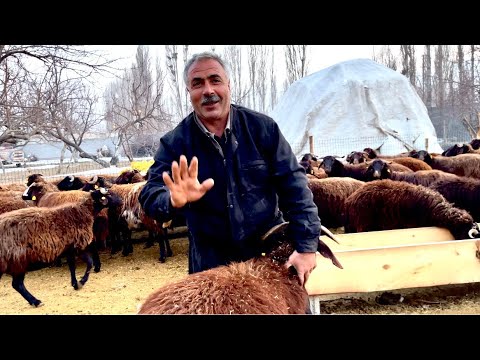 30 YIL ÇOBANLIK YAPTIM TABİKİ IĞDIRIN EN GÜZEL KOYUNLARI