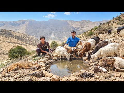 Dying of Thirst in the Zagros Mountains Real Nomadic