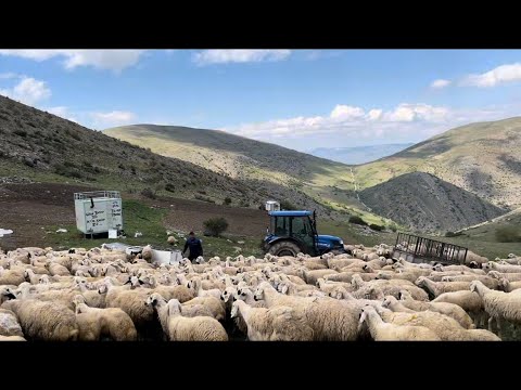 ÇOBAN HAYATI GÖÇ ZAMANI TEL ÇEKİLECEK KARAVAN YERLEŞEÇEK