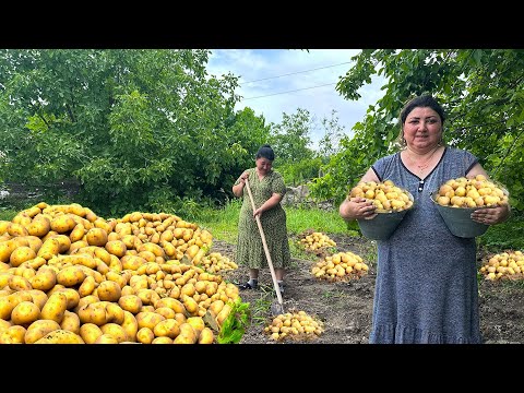 WE COLLECTED TONS OF POTATOES FROM THE GARDEN AND PREPARED