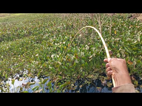 Pescaria de tirar o fôlego usei piau de isca só peguei