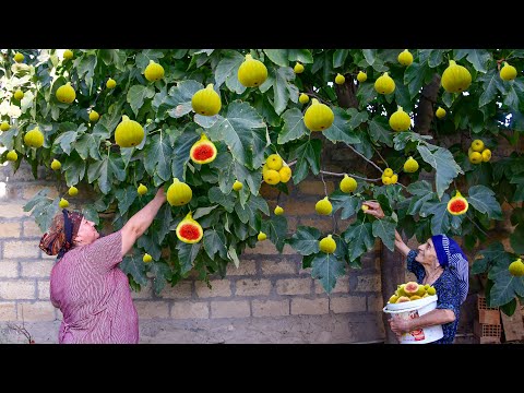 Harvesting FIGS Making Jam and Cooking Chicken with Lemon