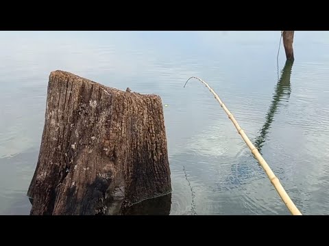 Pescaria de tilápias selvagens e traíra no Rio marinheiro